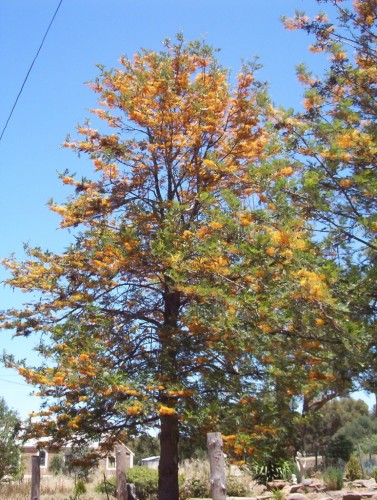 trees_0407-377x500.jpg