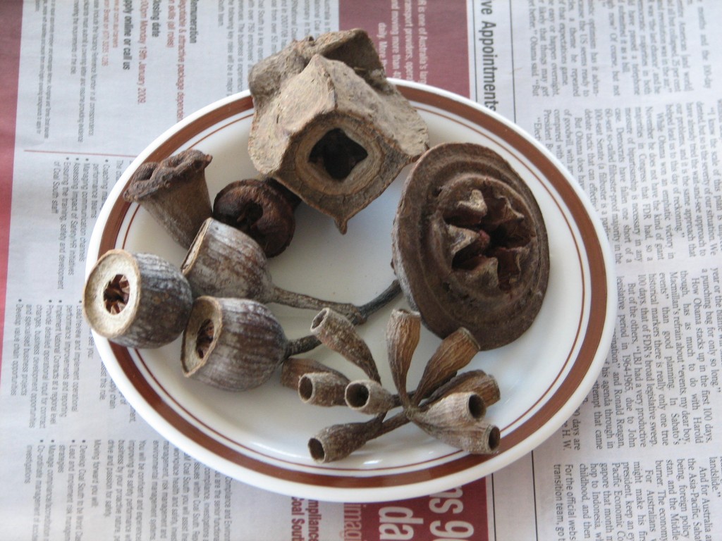 Growing Eucalyptus From Seeds Mallee Native Plants