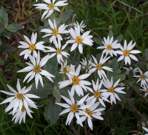 Olearia pannosa beginning to flower in my garden