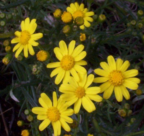 Senecio lautus flowering in our small piece of scrub. 